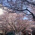 写真: 駒込駅周辺 #桜 #サクラ