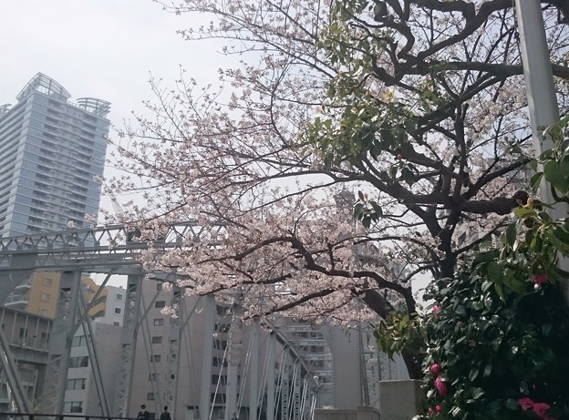 写真: 中央区 #桜