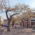 写真: 函館　桜ケ丘通り　securedownload (1)_2