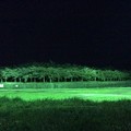 五稜郭公園の夜桜 image