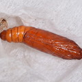 写真: ウドノメイガ蛹