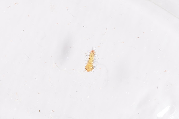 写真: オオアオシャチホコ幼虫