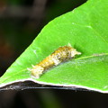 写真: アゲハチョウ科の一種の幼虫