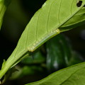 写真: オオスカシバの幼虫