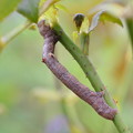 写真: ヨモギエダシャクの幼虫