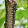 写真: ワモンキシタバ幼虫1