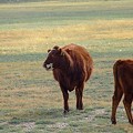 写真: 横向く牛