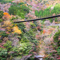 写真: 樅木の吊橋