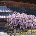 写真: 昼下がりの桜