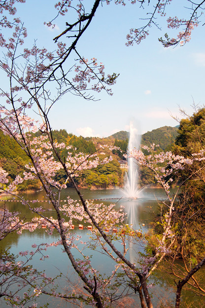 写真: 散り始めた桜と噴水