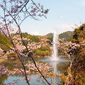 写真: 散り始めた桜と噴水