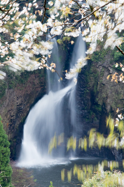 Photos: 桜と滝をスローで