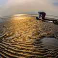 写真: 干潟でのマテ貝採り