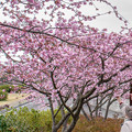 写真: 御立岬公園の桜
