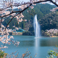 噴水と桜