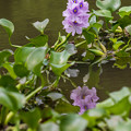 写真: 淡紫色6弁の花