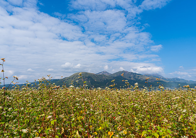 写真: ソバ畑と阿蘇五岳