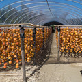 写真: 干し柿の郷