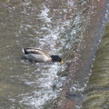 写真: 流れに逆らって水を飲む鴨　１