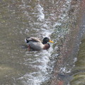 写真: 流れに逆らって水を飲む鴨　２