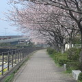 写真: 太宰府の御笠川と桜　　１