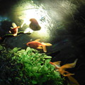 写真: 水槽の中の金魚　　２