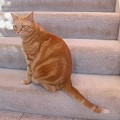 写真: マーブル模様の猫