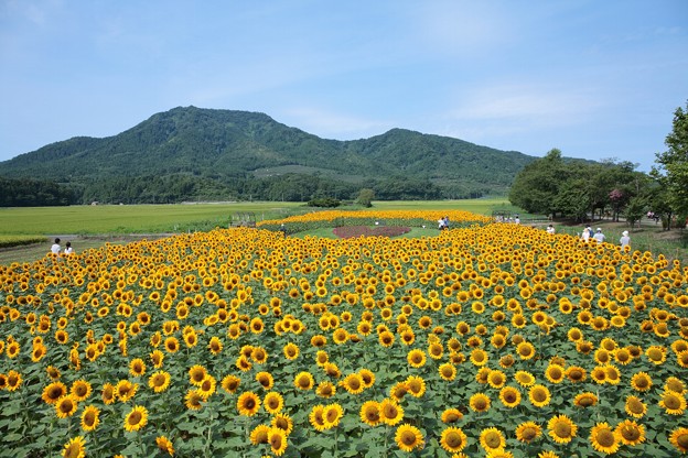 写真: ひまわり畑と角田山