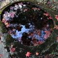 写真: 水の中に紅葉