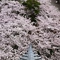 写真: 雲海桜