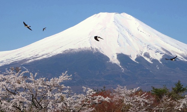 写真: 富士山麓ツバメ飛ぶ