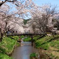 写真: 忍野桜