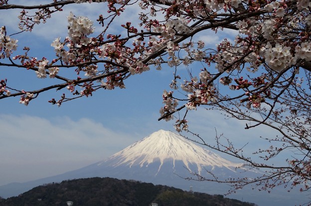 写真: 富士桜