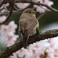 写真: 桜オジロン