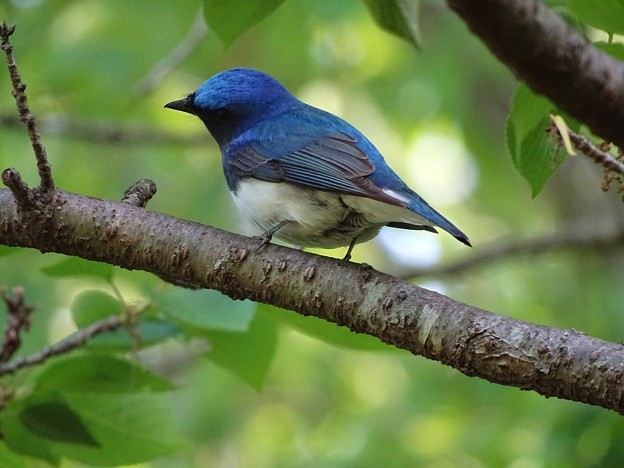 写真: bluebird