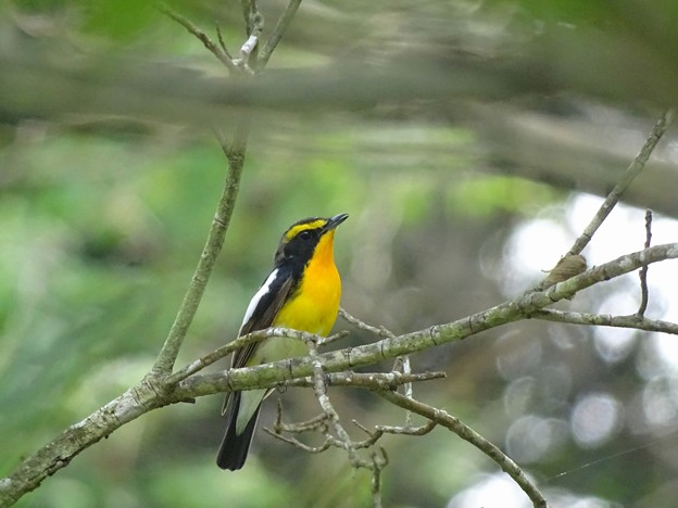 写真: yellow　bird