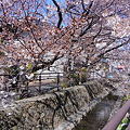 写真: 二ヶ領用水沿いの桜 （川崎市中原区市ノ坪）