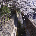 写真: 二ヶ領用水と桜 （川崎市中原区今井南町）