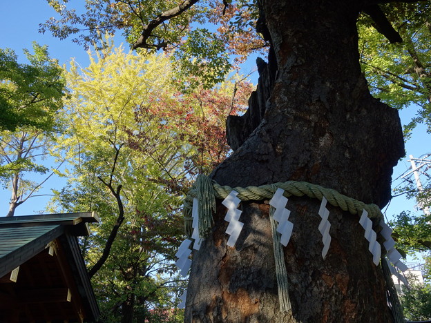 写真: 新田神社 (大田区矢口)