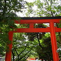 写真: 鳥居-花園神社 (新宿区新宿)