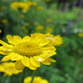 写真: 黄色い花と滴