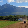 写真: ジャガイモの収穫始まる