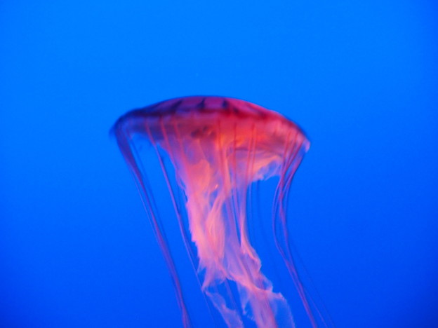 写真: 新江の島水族館　赤クラゲ