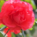 初夏の赤い薔薇