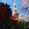 写真: 12月_東京タワー 2