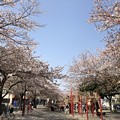 写真: 4月_中瀬緑地 1