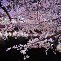 写真: 桜漫遊・大岡川（夜編）。