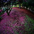 秋の昭和記念公園　−落花繚乱−