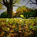 写真: 秋の昭和記念公園　−イチョウの子どもたち−