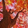 写真: 舞岡公園の秋　＊紅葉と光条のファンタジー＊